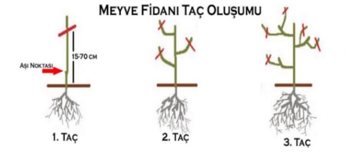Mandalina Fidanı Taç Oluşumu