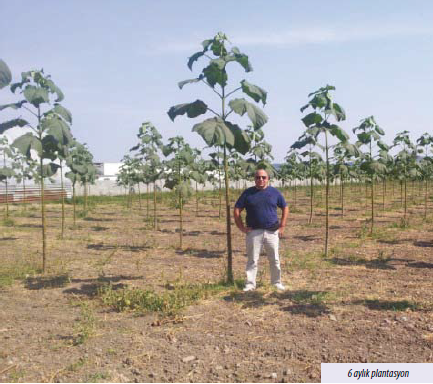 Paulownia Fidan İklim İstekleri