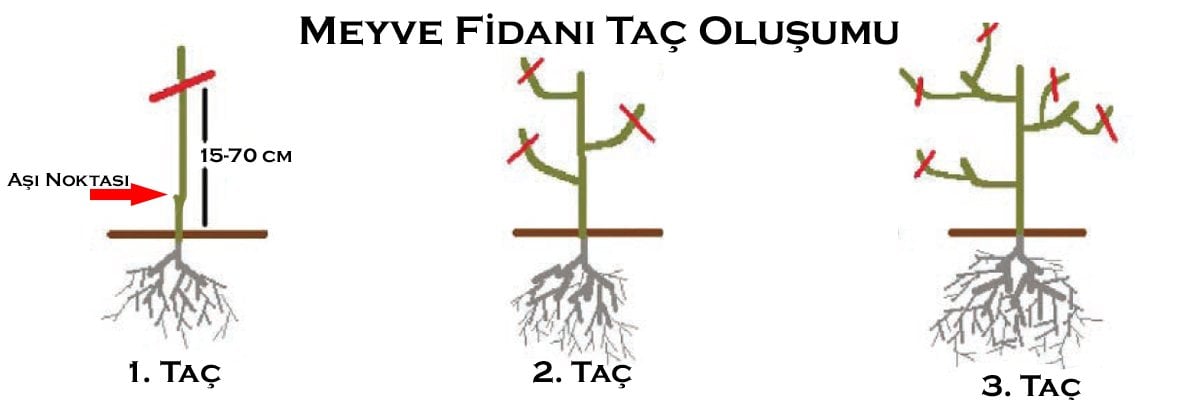 Limonda Taçlandırma