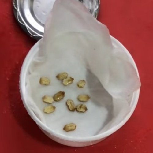 Kudret Narı Tohumu Çimlendirme