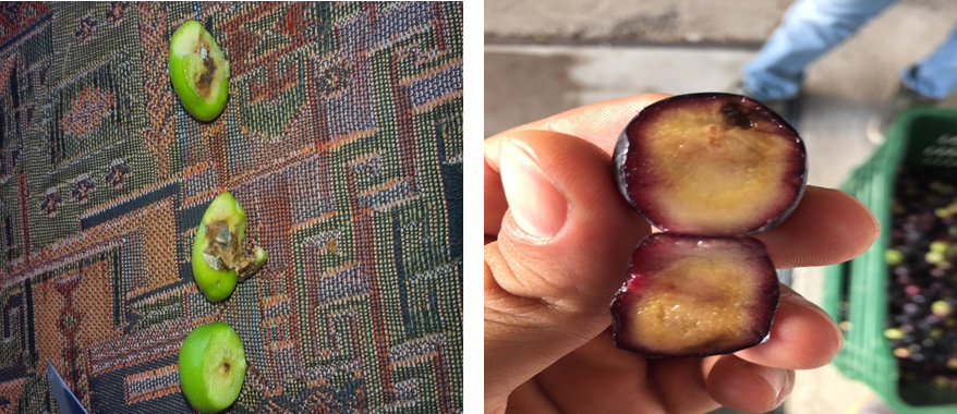 Zeytin Sineği ve Mücadelesi