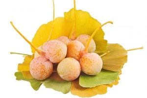 Ginkgo Mabet Fidanı Nasıl Hızlı Büyür?