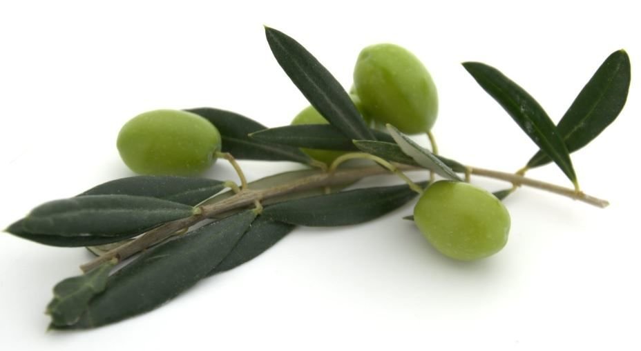Zeytin Sineği ve Mücadelesi