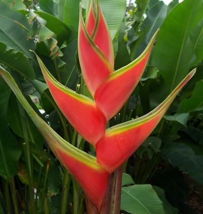 Heliconia Dieseliana Çiçeği Tohumu (5 tohum)