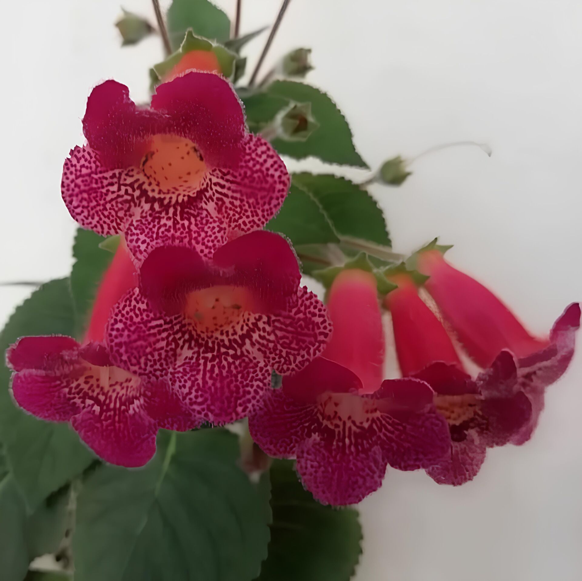 Koleksiyonluk Hcy's Big smile  Kohleria Japon Küpelisi Çiçeği Fidesi (Mini Potta)