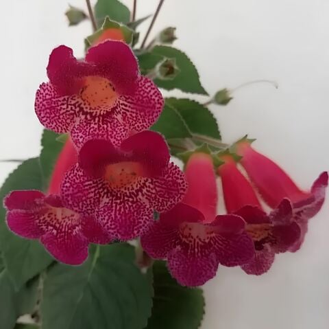 Koleksiyonluk Hcy's Big smile  Kohleria Japon Küpelisi Çiçeği Fidesi (Mini Potta)