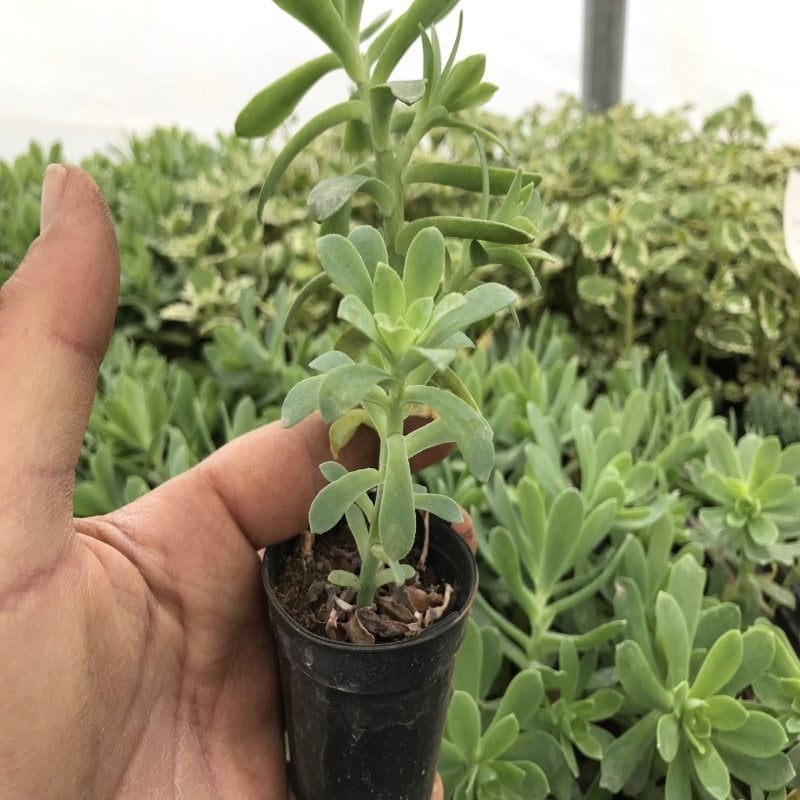 Sedum Aplmeri No 42 (5.5 luk Saksıda)