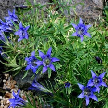 Yılan Otu(Gentian)  Tohumu(5 tohum)