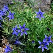 Yılan Otu(Gentian)  Tohumu(5 tohum)