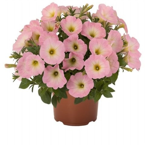 Sweetunia Baby Pink Pembe Petunya Fidesi (3 adet)