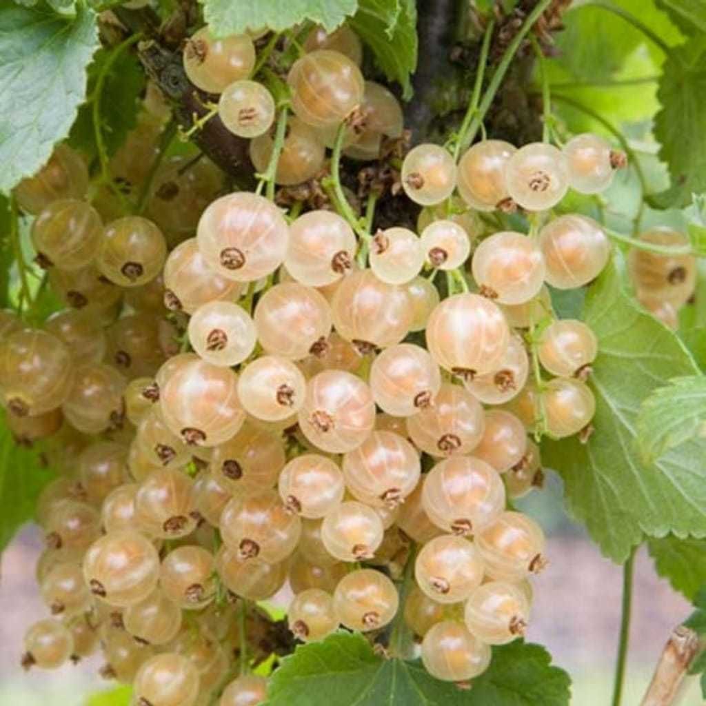 Seneye Meyve Verir Durumda Tüplü Ribes Sativum Beyaz Frenk Üzümü Fidanı