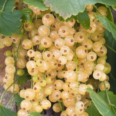 Seneye Meyve Verir Durumda Tüplü Ribes Sativum Beyaz Frenk Üzümü Fidanı