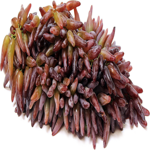 Yüksek Aromalı Çekirkdeksiz Tüplü Cadı Parmağı Üzüm Fidanı  Sınırlı Stok