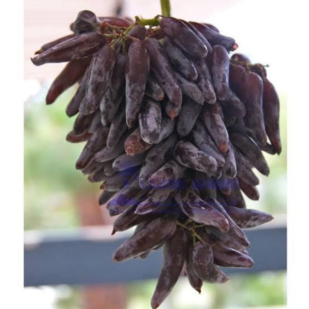 Yüksek Aromalı Çekirkdeksiz Tüplü Cadı Parmağı Üzüm Fidanı  Sınırlı Stok