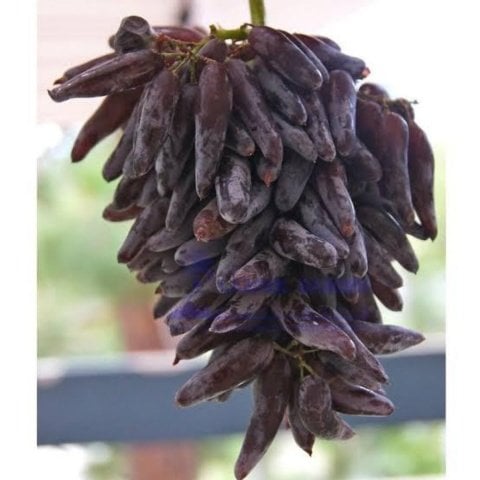 Yüksek Aromalı Çekirkdeksiz Tüplü Cadı Parmağı Üzüm Fidanı  Sınırlı Stok