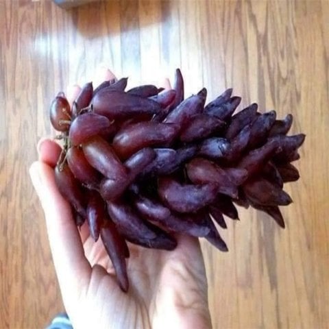 Tüplü Cadı Parmağı Üzüm Fidanı  Sınırlı Stok