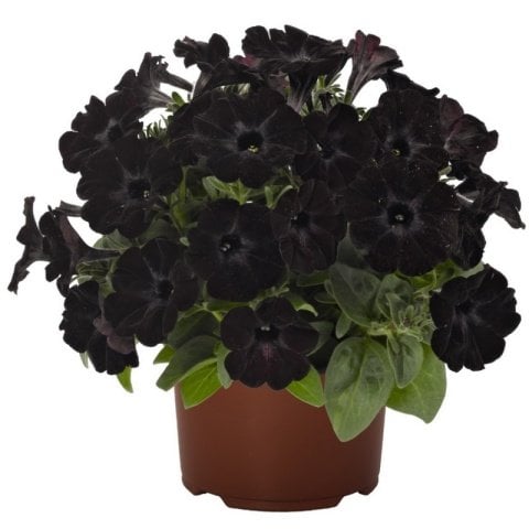 Sweetunia Black Stain Siyah Petunya Fidesi (3 adet)