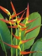 Heliconia Latispatha Çiçeği Tohumu (5 tohum)