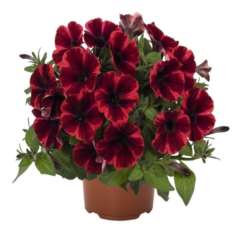 Sweetunia Fioma Flash Petunya Fidesi (3 adet)