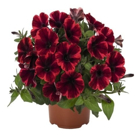Sweetunia Fioma Flash Petunya Fidesi (3 adet)