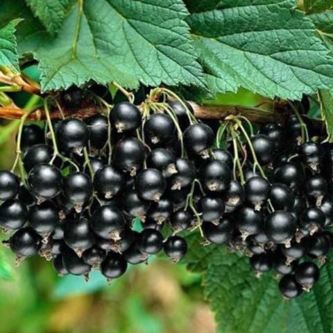 Seneye Meyve Verir Durumda Tüplü Ribes Nigrum Siyah Meyveli Frenk Üzümü Fidanı