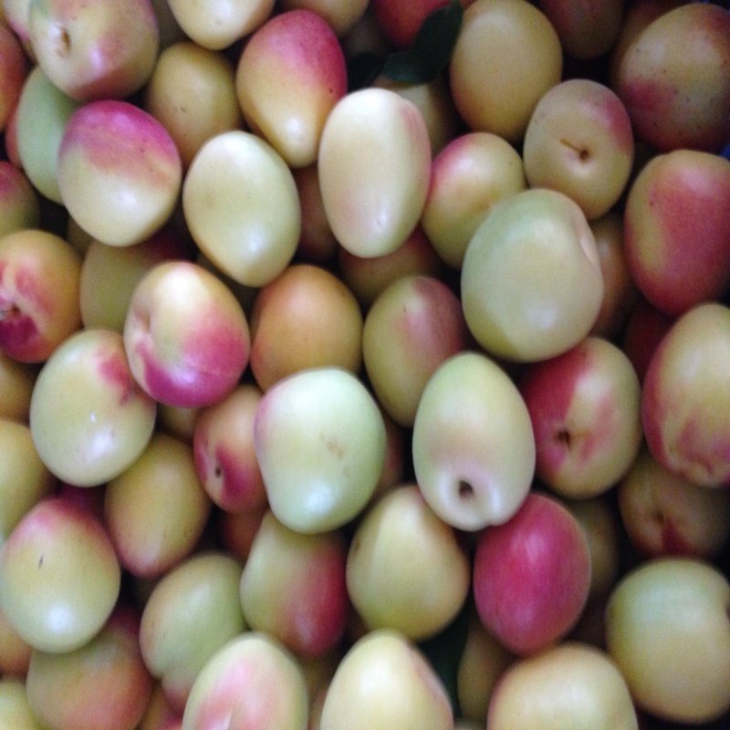 Leziz Ziraat Şekerparesi Kayısısı (5kg)