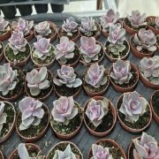 Echeveria Perle Von Nurnberg Pink Snow No 38 (5.5 luk Saksıda)
