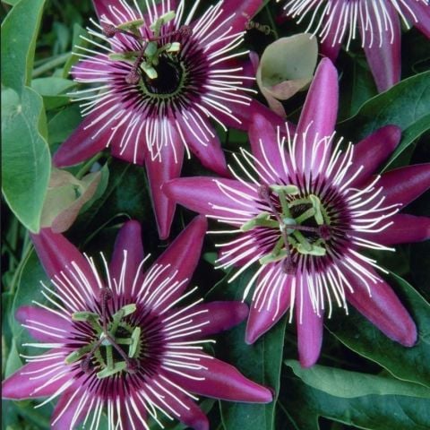 Tüplü Soğuklara Dayanıklı Pembe Çiçekli Passiflora Victoria Çiçeği Fidanı