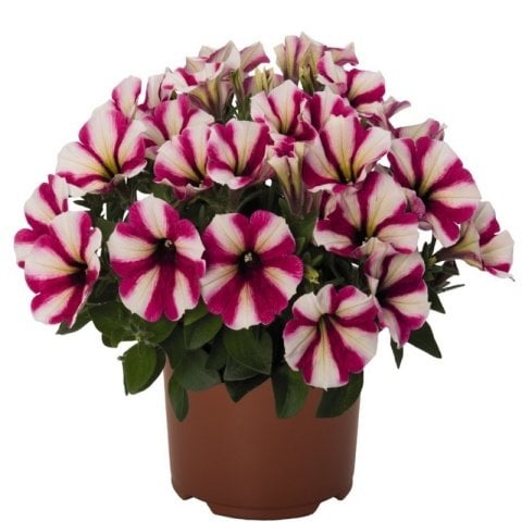 Sweetunia Hot Pink Petunya Fidesi (3 adet)