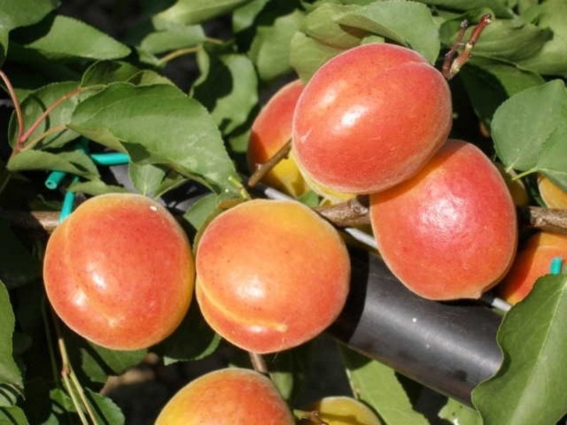 Leziz Aldeniz Kayısısı Meyvesi (5 kg)