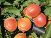 Leziz Aldeniz Kayısısı Meyvesi (5 kg)