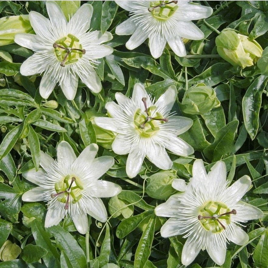 Tüplü Soğuklara Dayanıklı Kokulu Beyaz Çiçekli Passiflora Constance Elliott Çiçeği Fidanı