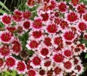 Coreopsis Verticillata Fruit Punch Koyungözü Çiçeği Fidesi (5 adet)