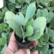 Kalanchoe Marnieriana No 37 (5.5 luk Saksıda)