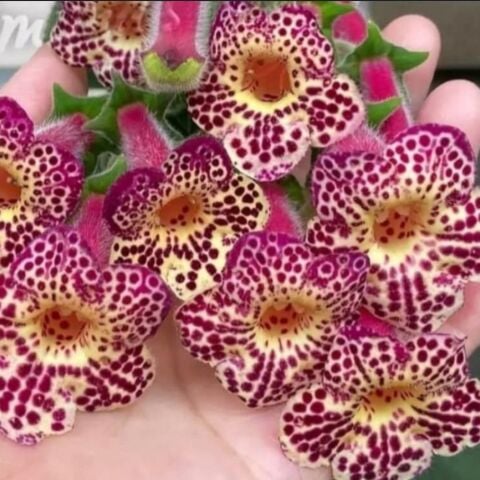 Koleksiyonluk Ni's Whence  Kohleria Japon Küpelisi Çiçeği Fidesi (Mini Potta)