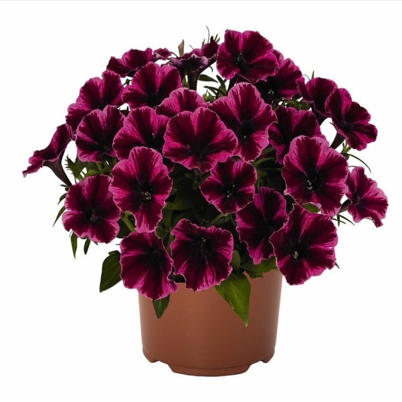 Sweetunia Miss Fantastic Petunya Fidesi (3 adet)