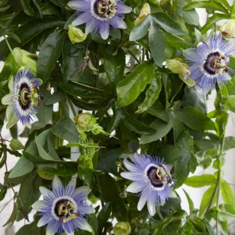 Kolay Bakımı Olan Tüplü Passiflora Caerulea Mavi Çiçekli Passiflora  Çiçeği Fidanı
