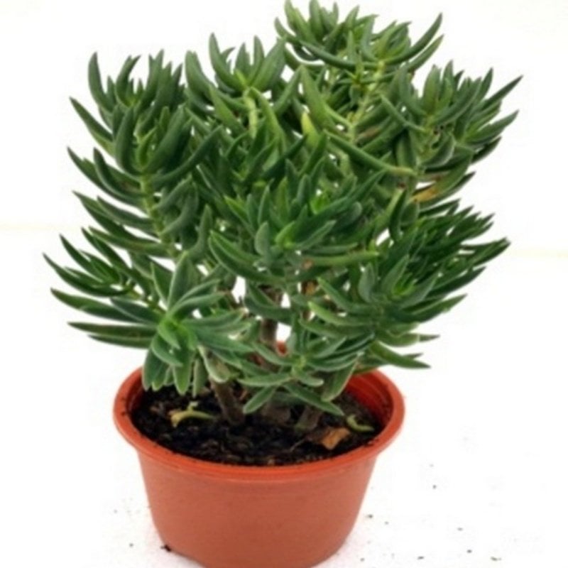 Crassula Tetragona No 36 (5.5 luk Saksıda)