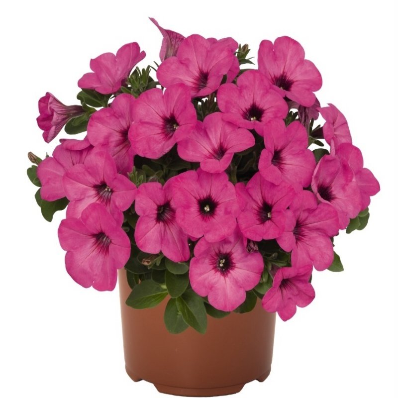 Sweetunia Pinkalicious Petunya Fidesi (3 adet)