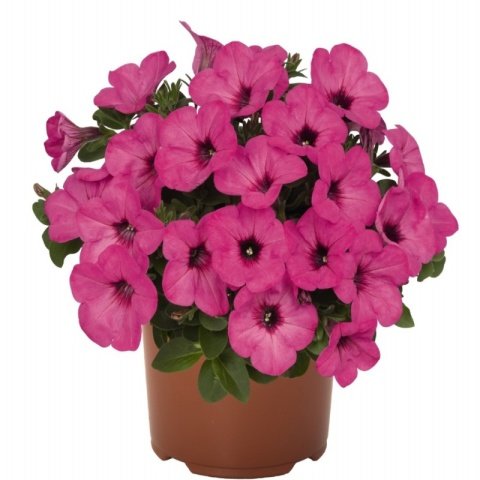 Sweetunia Pinkalicious Petunya Fidesi (3 adet)