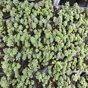 Sedum Spurim Green  No 35 (5.5 luk Saksıda)