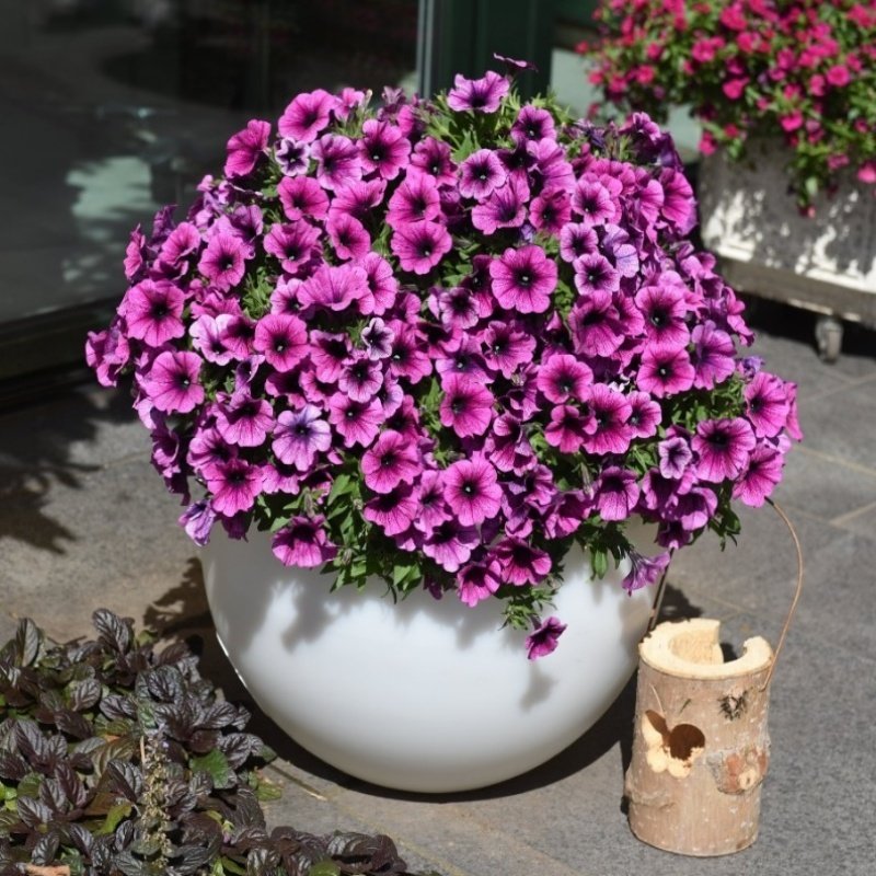 Sweetunia Purple Gem Petunya Fidesi (3 adet)