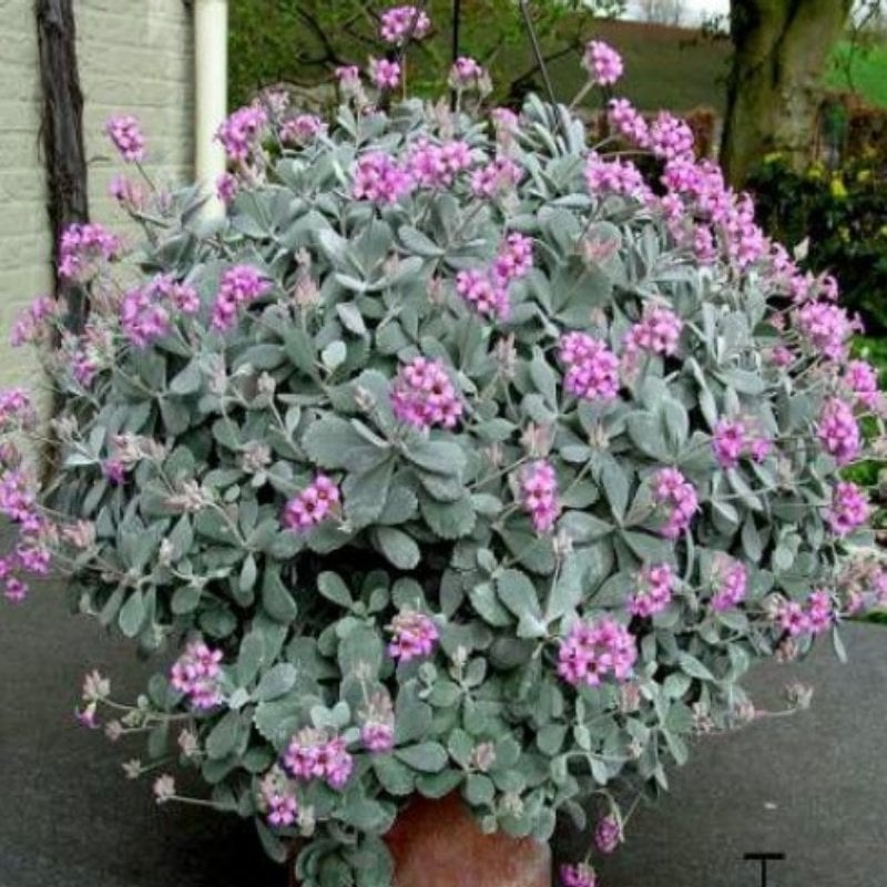 Kalanchoe Pumila  No 34 (5.5 luk Saksıda)
