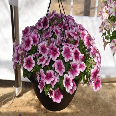 Sweetunia Rose Gem Petunya Fidesi (3 adet)