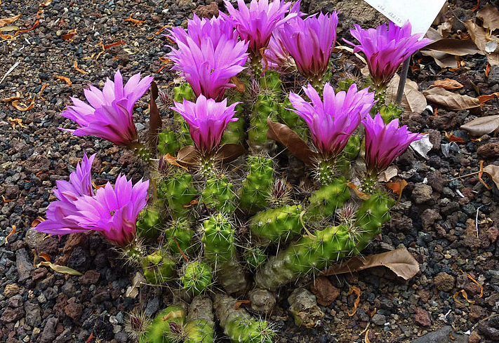 Echınocereus Berlandieri Kaktüs Tohumu (5 tohum)