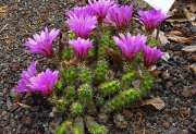 Echınocereus Berlandieri Kaktüs Tohumu (5 tohum)