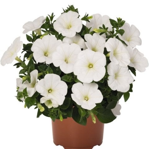 Sweetunia White Petunya Fidesi (3 adet)