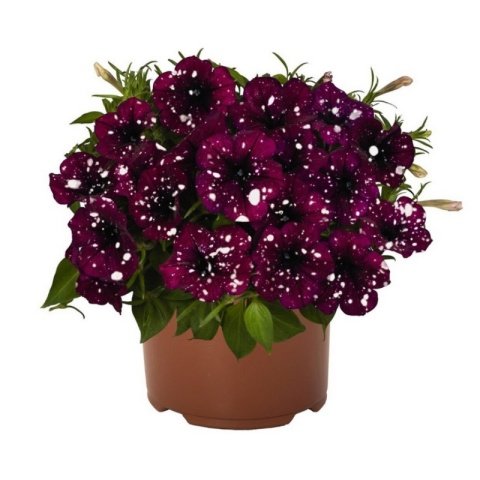 Suprise Sparkling Burgundy Petunya Fidesi (3 adet)
