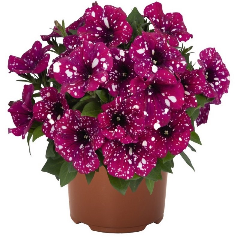 Suprise Sparkling Magenta Petunya Fidesi (3 adet)