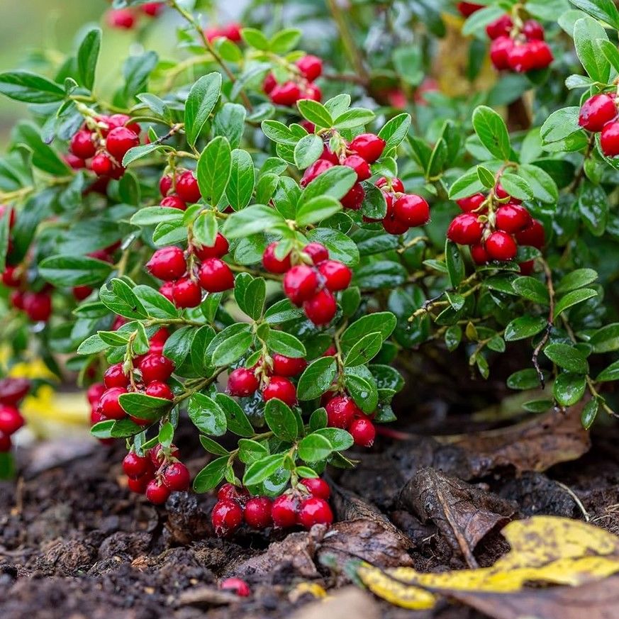 Soğuklara Dayanıklı Vaccinium Vitis İdaea Miss Cherry Pembe Meyveli Kekreyemiş Fidanı